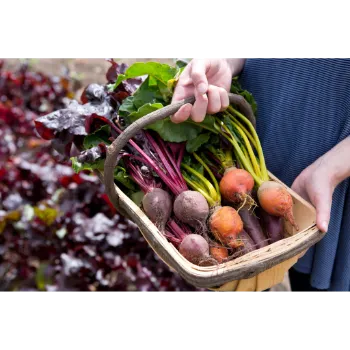 Fresh Beetroot 